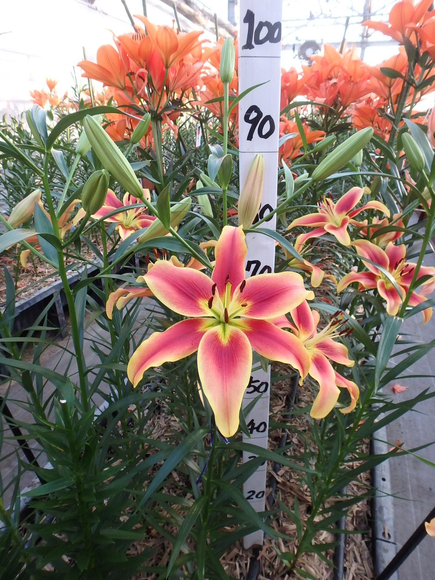 アバロンサンセット